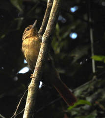 Ancistrops strigilatus