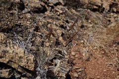 Elymus multisetus