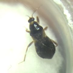 Alloeorhynchus flavipes