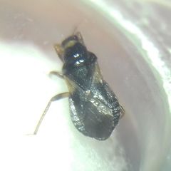 Alloeorhynchus flavipes