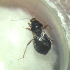 Alloeorhynchus flavipes