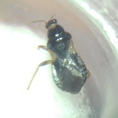 Alloeorhynchus flavipes