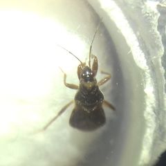 Alloeorhynchus flavipes