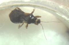 Alloeorhynchus flavipes