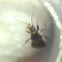 Alloeorhynchus flavipes