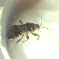 Alloeorhynchus flavipes