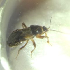 Alloeorhynchus flavipes