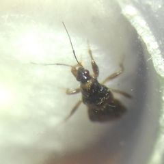 Alloeorhynchus flavipes