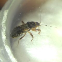 Alloeorhynchus flavipes