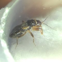 Alloeorhynchus flavipes