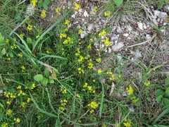 Medicago prostrata