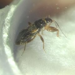 Alloeorhynchus flavipes