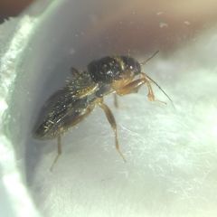 Alloeorhynchus flavipes