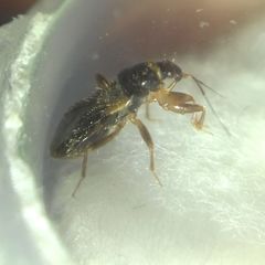 Alloeorhynchus flavipes