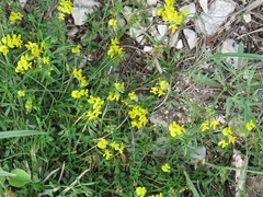 Medicago prostrata