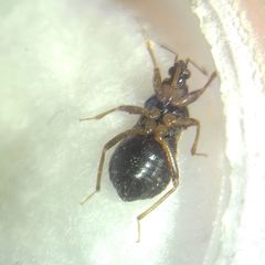 Alloeorhynchus flavipes