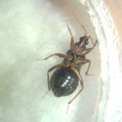 Alloeorhynchus flavipes