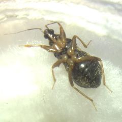 Alloeorhynchus flavipes