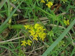 Medicago prostrata