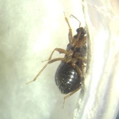 Alloeorhynchus flavipes