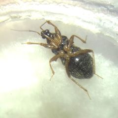 Alloeorhynchus flavipes