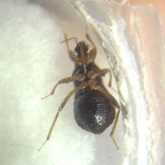 Alloeorhynchus flavipes