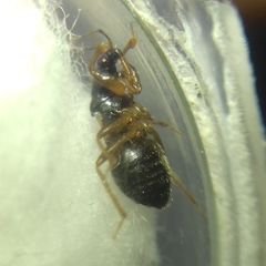 Alloeorhynchus flavipes