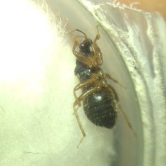 Alloeorhynchus flavipes