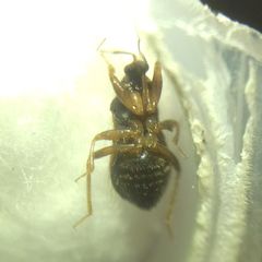 Alloeorhynchus flavipes