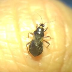 Alloeorhynchus flavipes