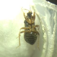 Alloeorhynchus flavipes