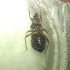 Alloeorhynchus flavipes