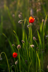 Papaver dubium stevenianum