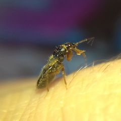 Alloeorhynchus flavipes