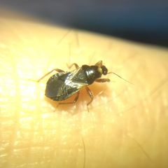 Alloeorhynchus flavipes