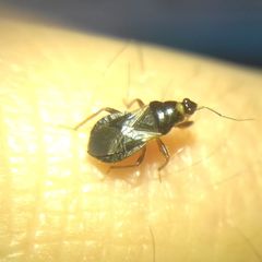 Alloeorhynchus flavipes