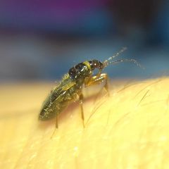 Alloeorhynchus flavipes