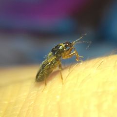 Alloeorhynchus flavipes