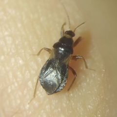 Alloeorhynchus flavipes