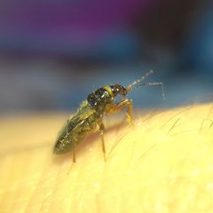 Alloeorhynchus flavipes