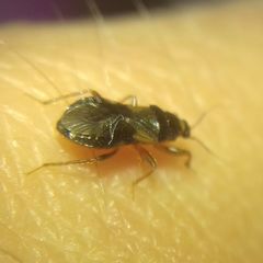 Alloeorhynchus flavipes