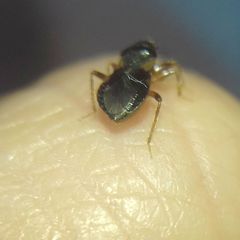 Alloeorhynchus flavipes