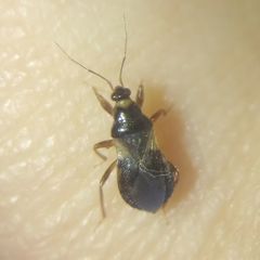 Alloeorhynchus flavipes