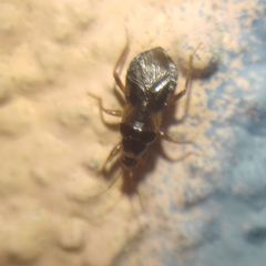 Alloeorhynchus flavipes