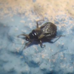 Alloeorhynchus flavipes