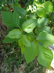 Toxicodendron radicans