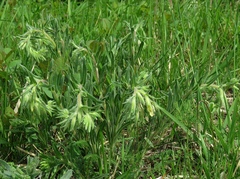 Onosma pseudoarenaria fallax