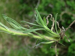 Onosma pseudoarenaria fallax