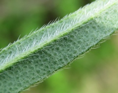 Onosma pseudoarenaria fallax