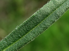 Onosma pseudoarenaria fallax